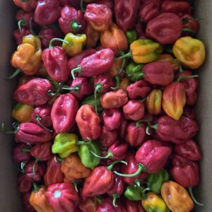 Scotch Bonnet Pepper