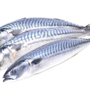 Mackerel