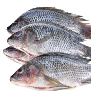 Tilapia