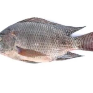 Tilapia